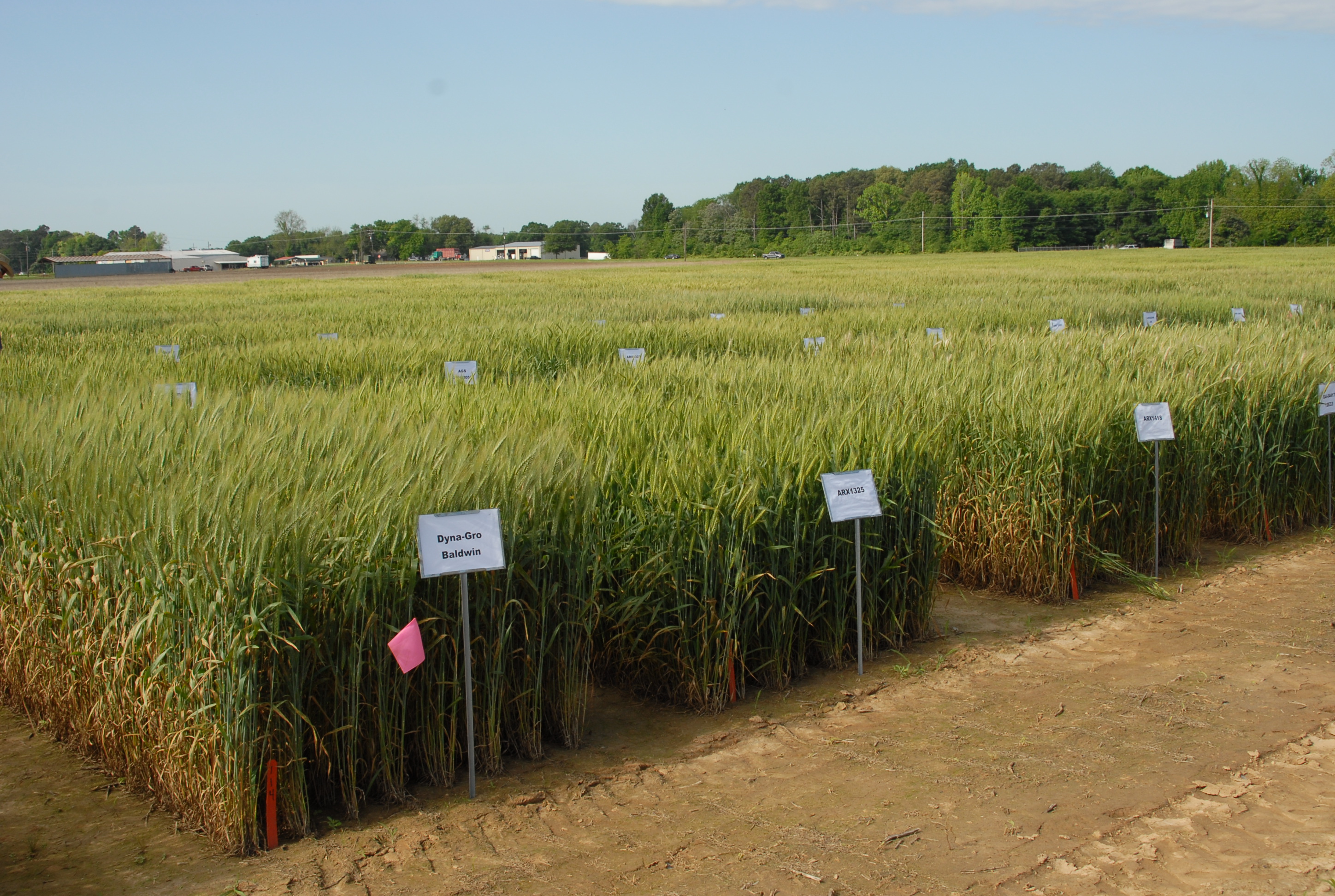 Wheat, oat field day set for April 19 in Winnsboro